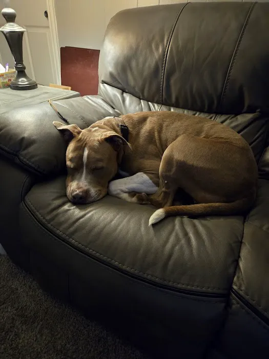 Brownsburg Pet Wellness Clinic Picture 2
