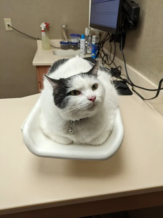 Westwood Hospital for Animals Picture 3
