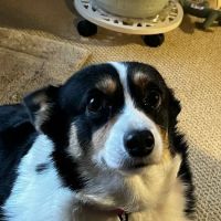Westwood Hospital for Animals ico