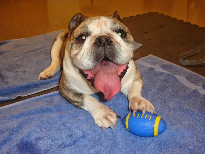 MedVet Indianapolis Picture 8