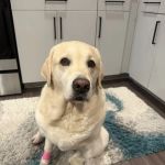 MedVet Indianapolis