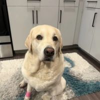 MedVet Indianapolis ico