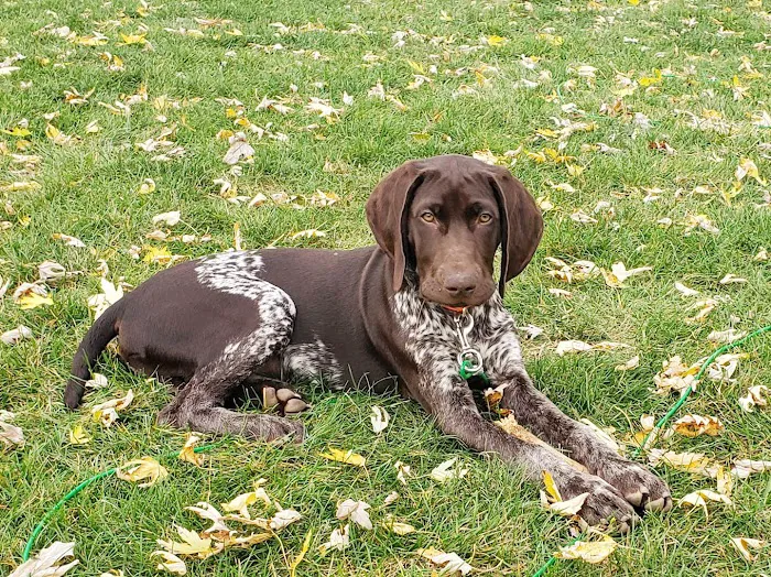 Carmel Clay Animal Hospital Picture 1