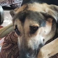 New Palestine Veterinary Clinic ico