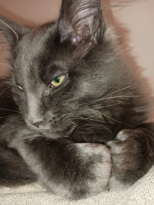 Queen Bean Maine Coons Picture 2