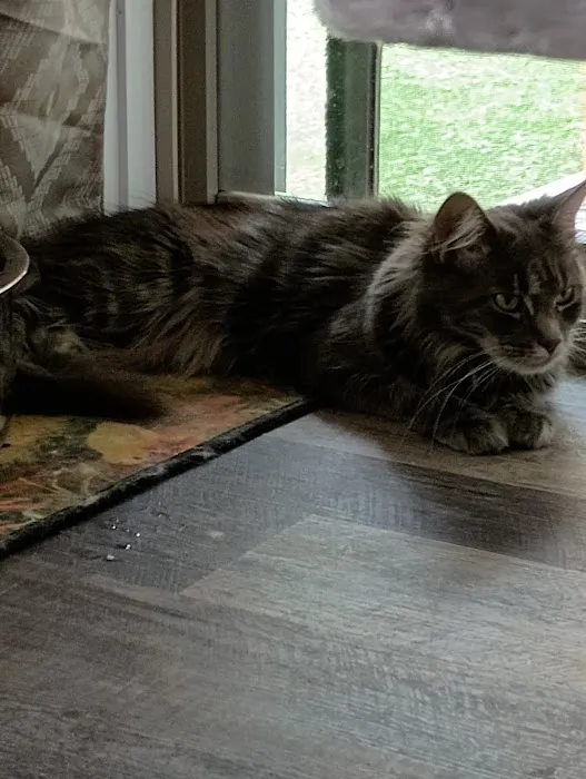 Queen Bean Maine Coons Picture 1