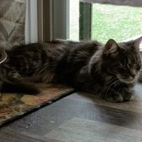 Queen Bean Maine Coons ico