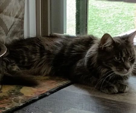 Queen Bean Maine Coons
