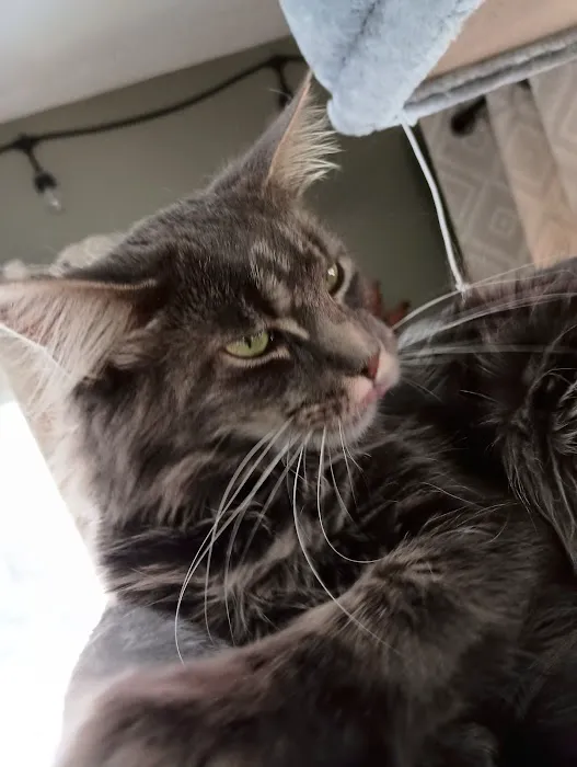 Queen Bean Maine Coons Picture 4