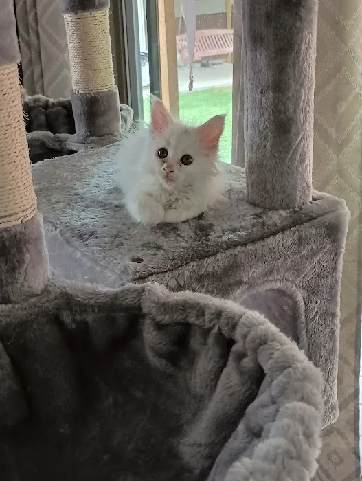 Queen Bean Maine Coons Picture 9