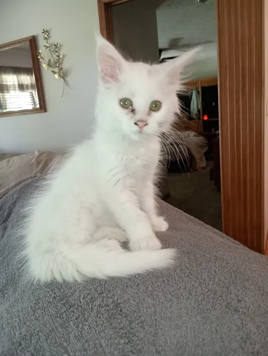 Queen Bean Maine Coons Picture 10