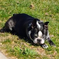 Greenfield Veterinary Clinic ico