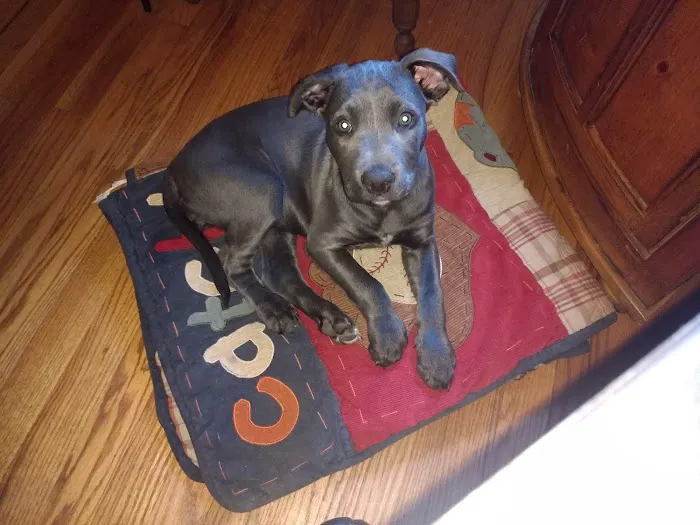 Noah's Brandywine Animal Hospital Picture 3