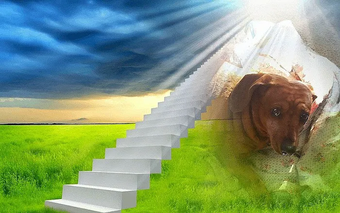 Noah's Brandywine Animal Hospital Picture 1