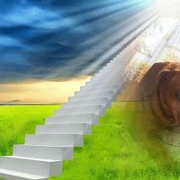 Noah's Brandywine Animal Hospital ico