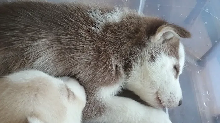 Noah's Brandywine Animal Hospital Picture 6