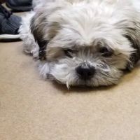 McCordsville Veterinary Hospital ico
