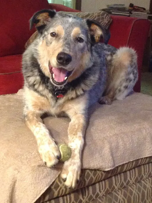McCordsville Veterinary Hospital Picture 4