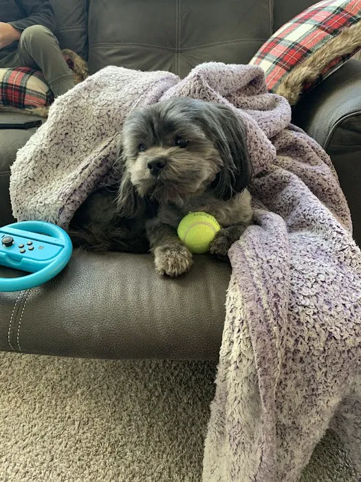 Olive Animal Hospital Picture 8