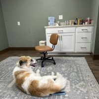 Olive Animal Hospital ico