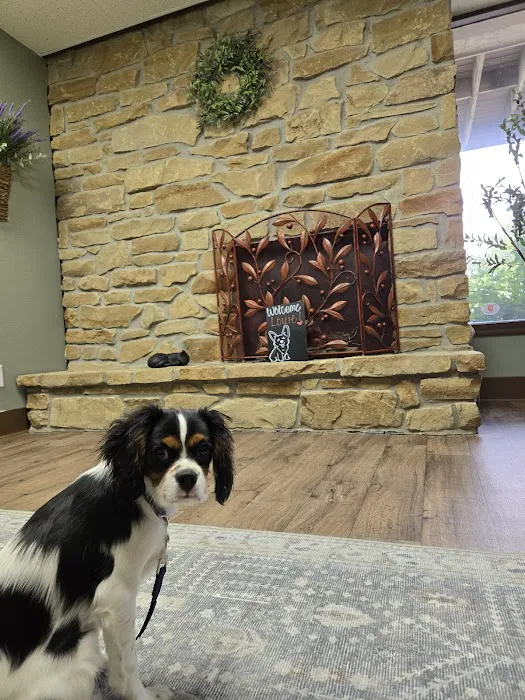 Olive Animal Hospital Picture 4