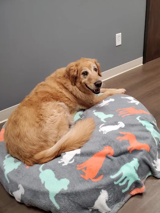 Healthy Paws Animal Hospital Picture 3