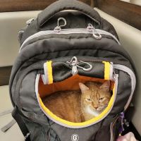 Ocean Avenue Veterinary Hospital: William J Rivers DVM ico
