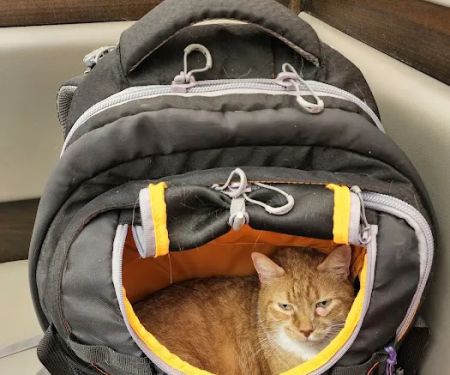 Ocean Avenue Veterinary Hospital: William J Rivers DVM