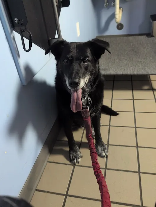 Healthy Pets Veterinary Hospital Picture 1