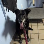 Healthy Pets Veterinary Hospital
