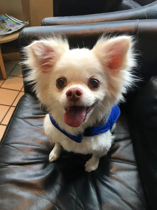 Healthy Pets Veterinary Hospital Picture 6