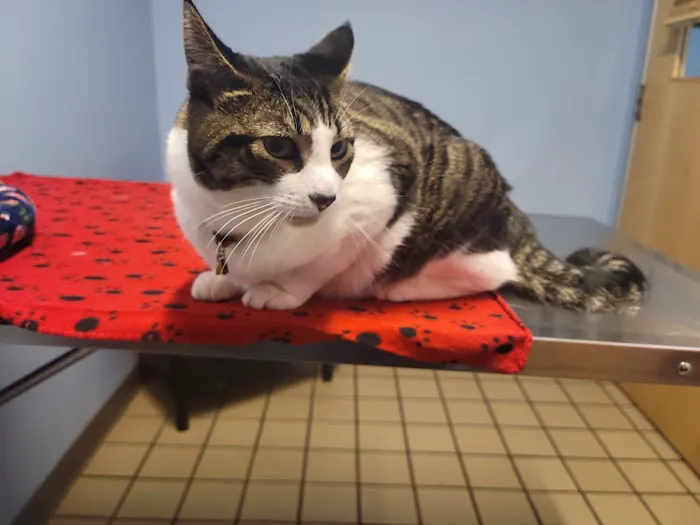 Healthy Pets Veterinary Hospital Picture 9