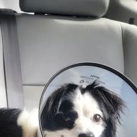 Veterinary Vision Animal Eye Specialists ico