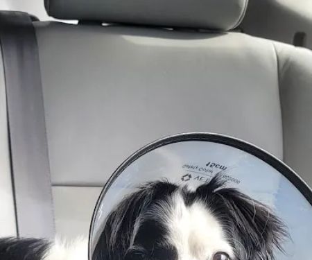 Veterinary Vision Animal Eye Specialists