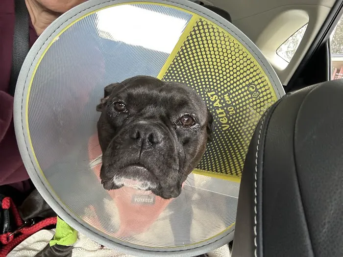 Veterinary Vision Animal Eye Specialists Picture 6