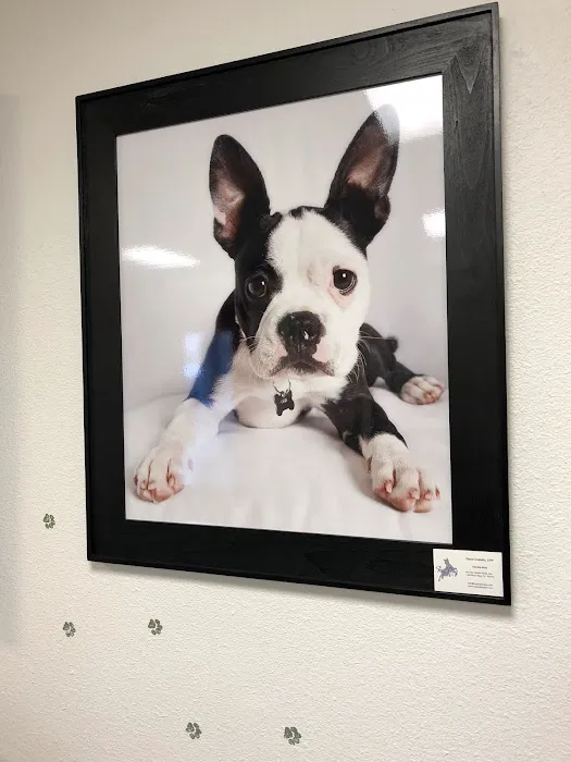 Veterinary Vision Animal Eye Specialists Picture 7
