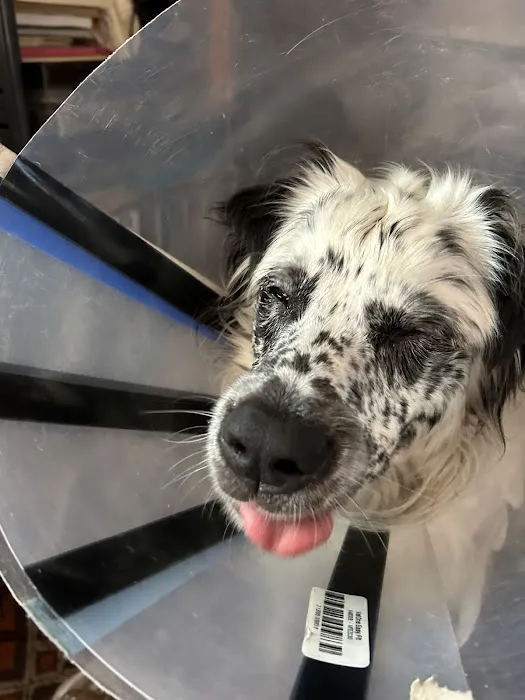 Veterinary Vision Animal Eye Specialists Picture 3