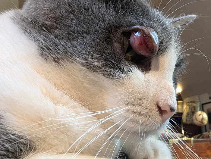 Veterinary Vision Animal Eye Specialists Picture 9