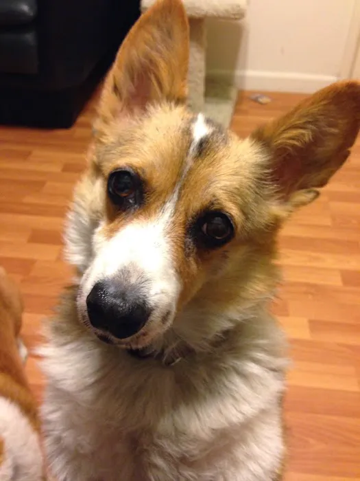 Balboa Pet Hospital Picture 7