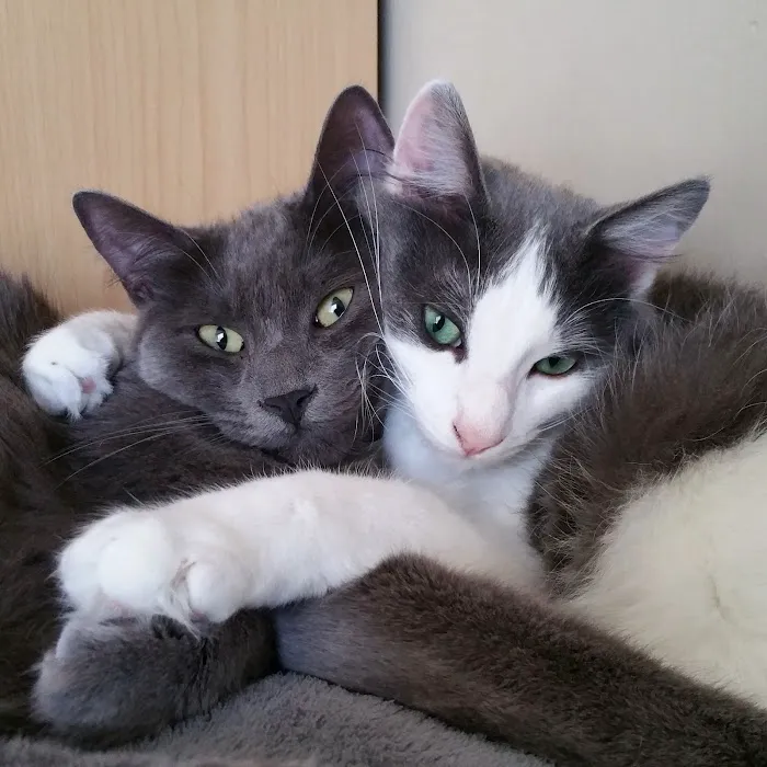 Small Paws Pet Hospital Picture 6