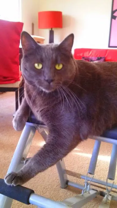 Small Paws Pet Hospital Picture 8