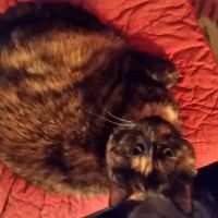 Small Paws Pet Hospital ico