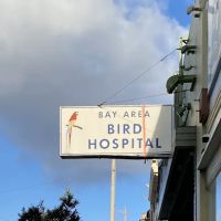 Bay Area Bird Hospital: Dustin Lynn R DVM ico
