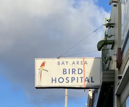 Bay Area Bird Hospital: Dustin Lynn R DVM