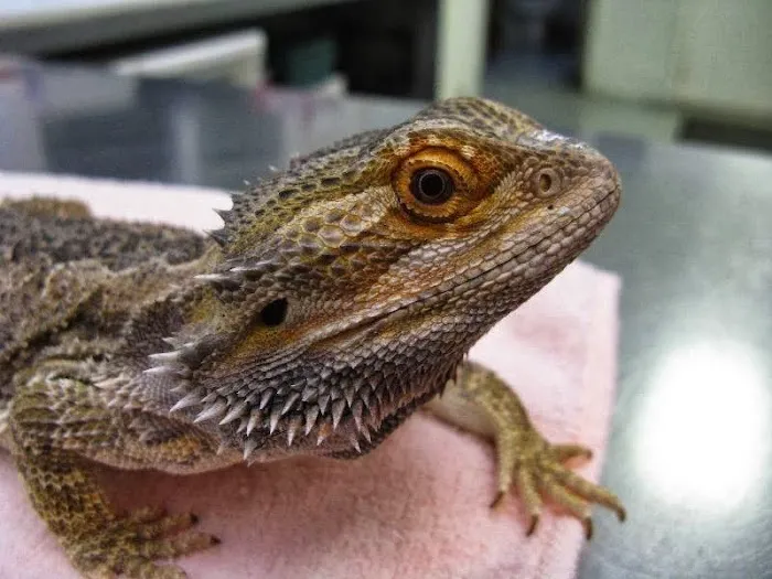 Bay Area Bird and Exotics Hospital Picture 4