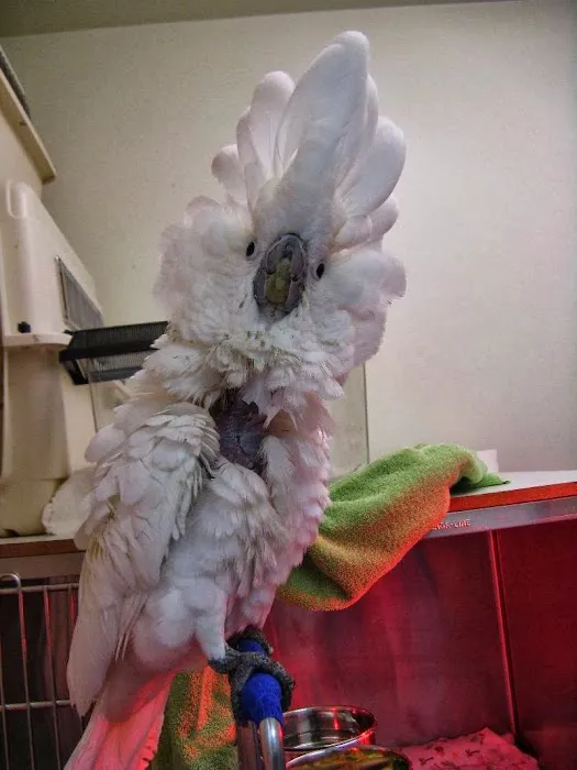 Bay Area Bird and Exotics Hospital Picture 8