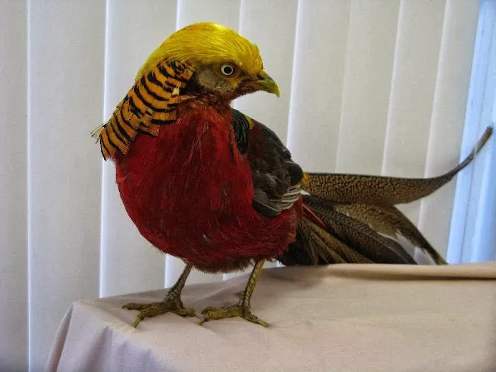 Bay Area Bird and Exotics Hospital Picture 7