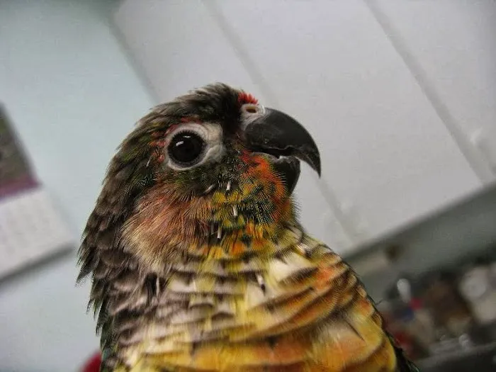 Bay Area Bird and Exotics Hospital Picture 10