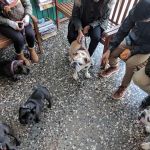 Avenues Pet Hospital