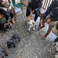 Avenues Pet Hospital ico